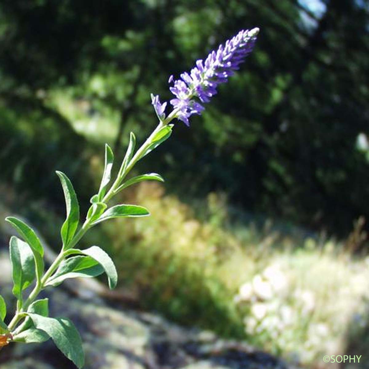 Véronique en épi - Veronica spicata subsp. spicata