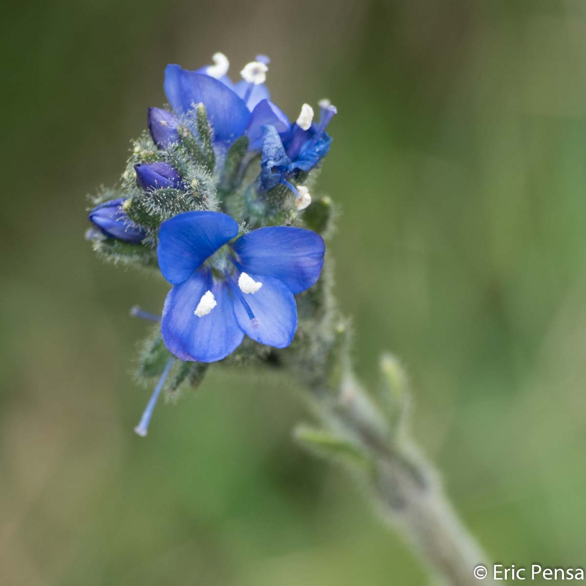 Véronique fausse Pâquerette - Veronica bellidioides