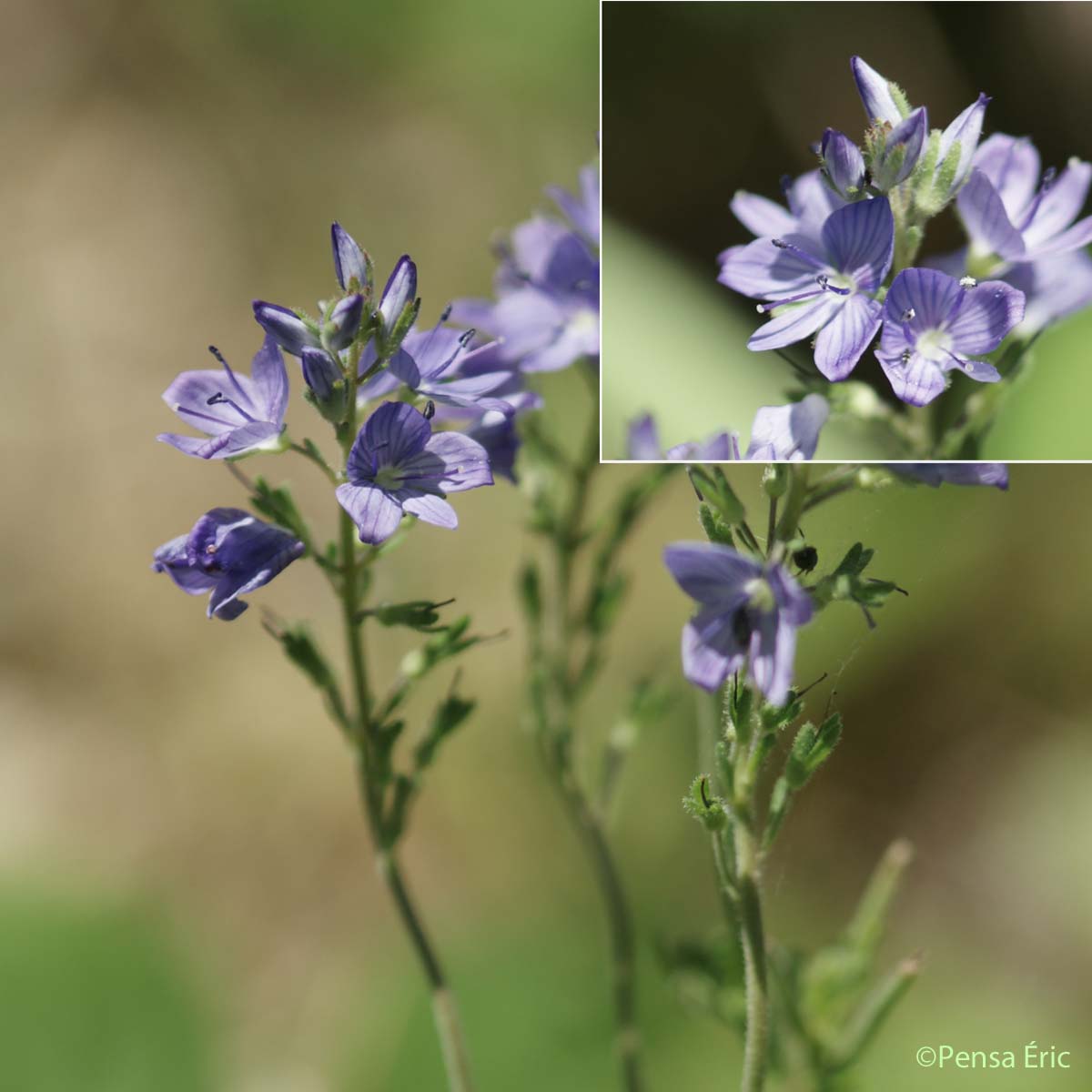 Véronique Germandrée - Veronica teucrium