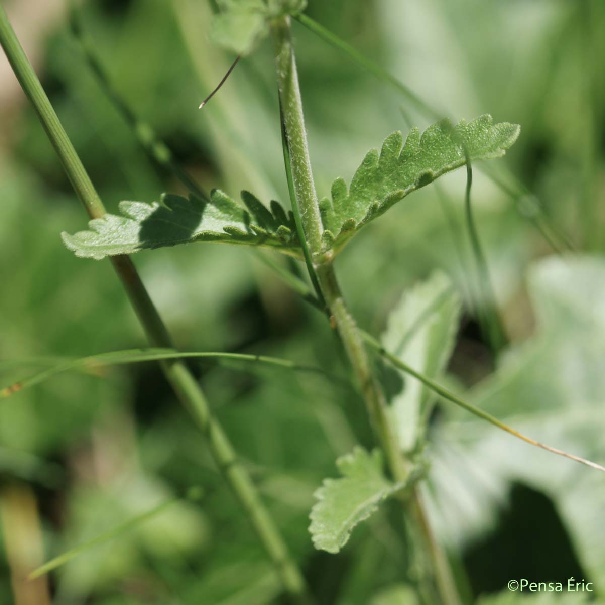 Véronique Germandrée - Veronica teucrium