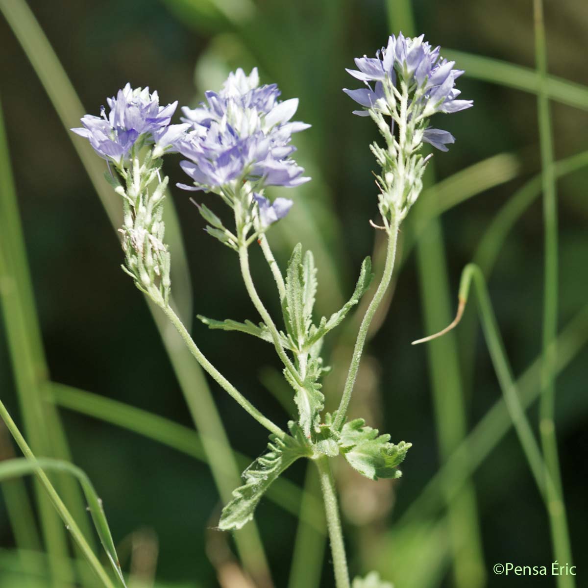 Véronique Germandrée - Veronica teucrium