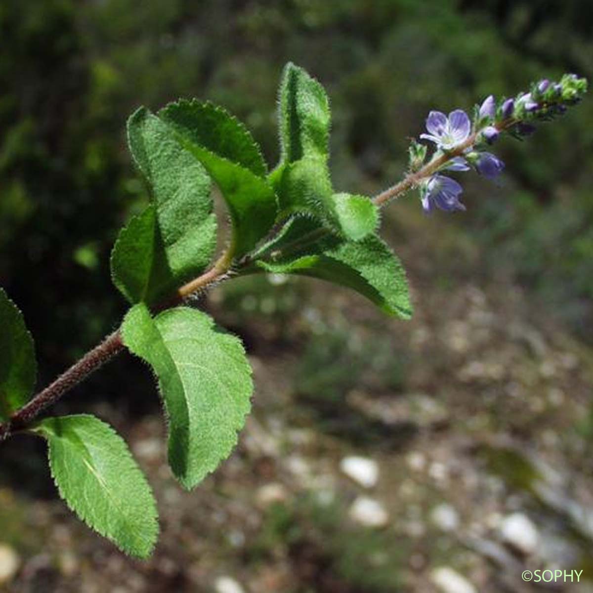 Véronique officinale - Veronica officinalis