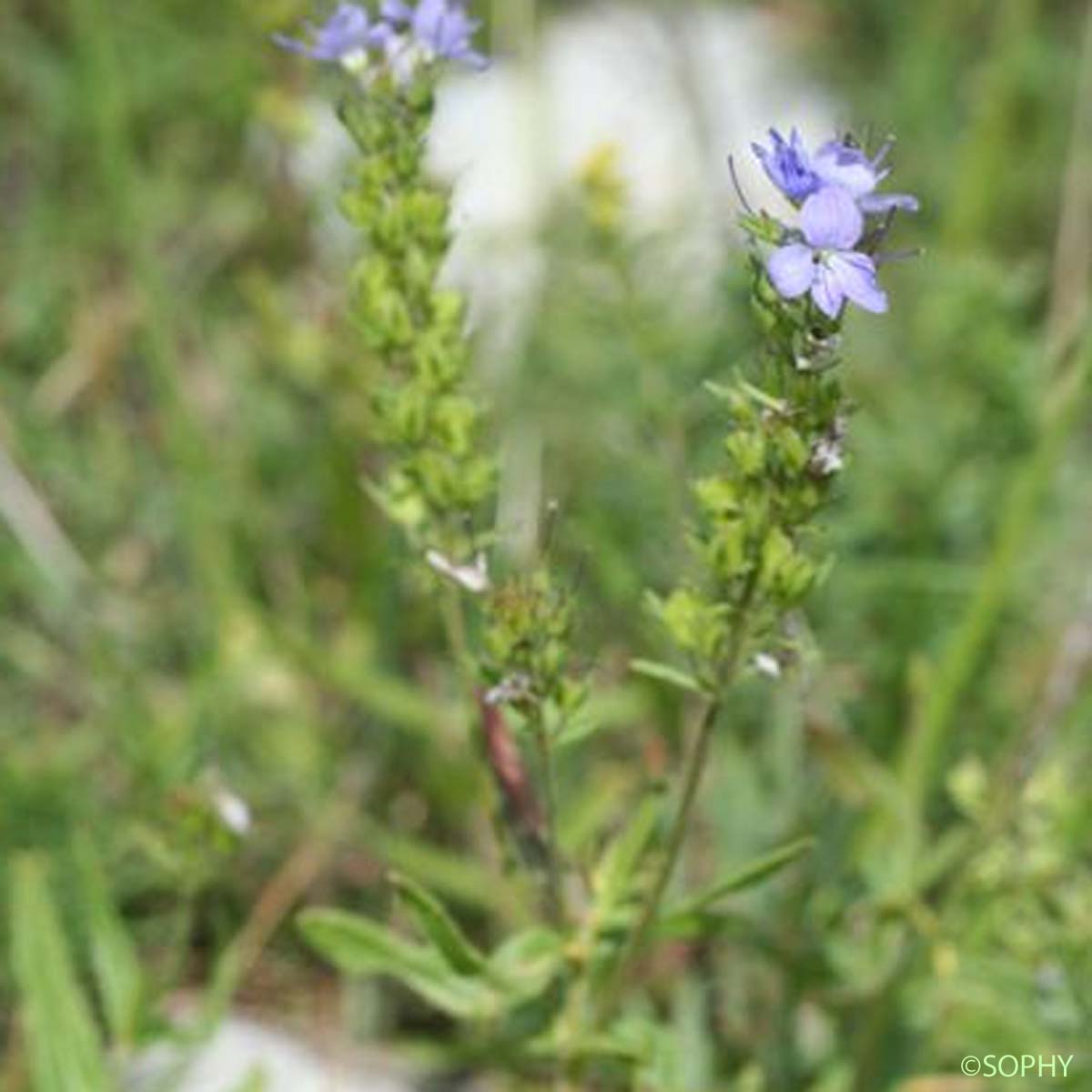 Véronique prostrée - Veronica saturejifolia