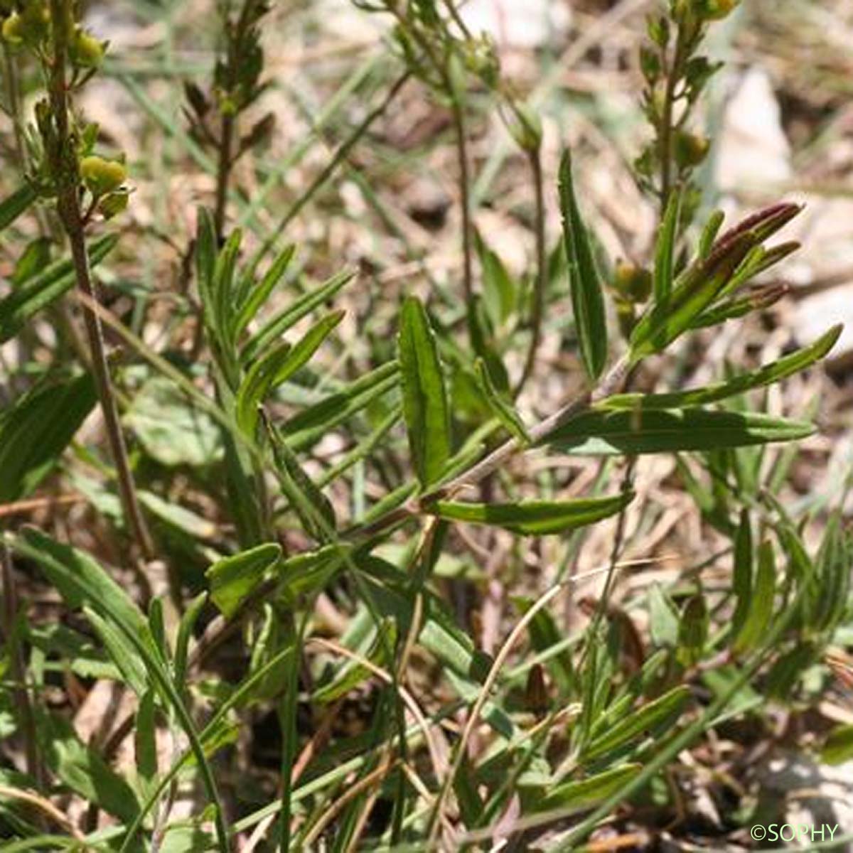 Véronique prostrée - Veronica saturejifolia