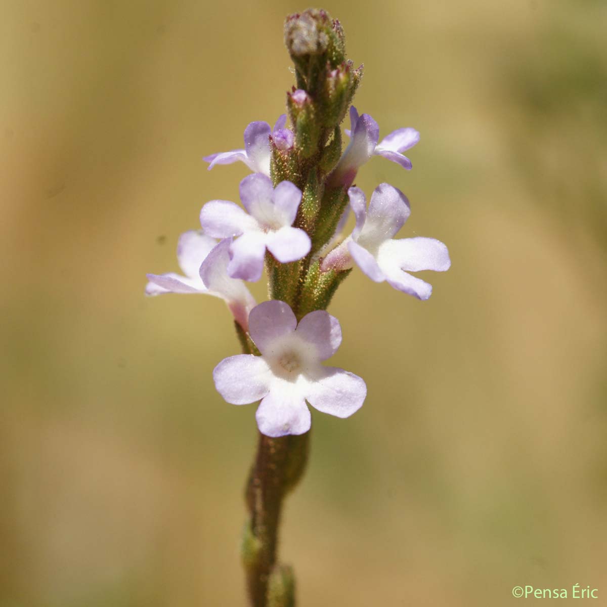 Verveine officinale - Verbena officinalis