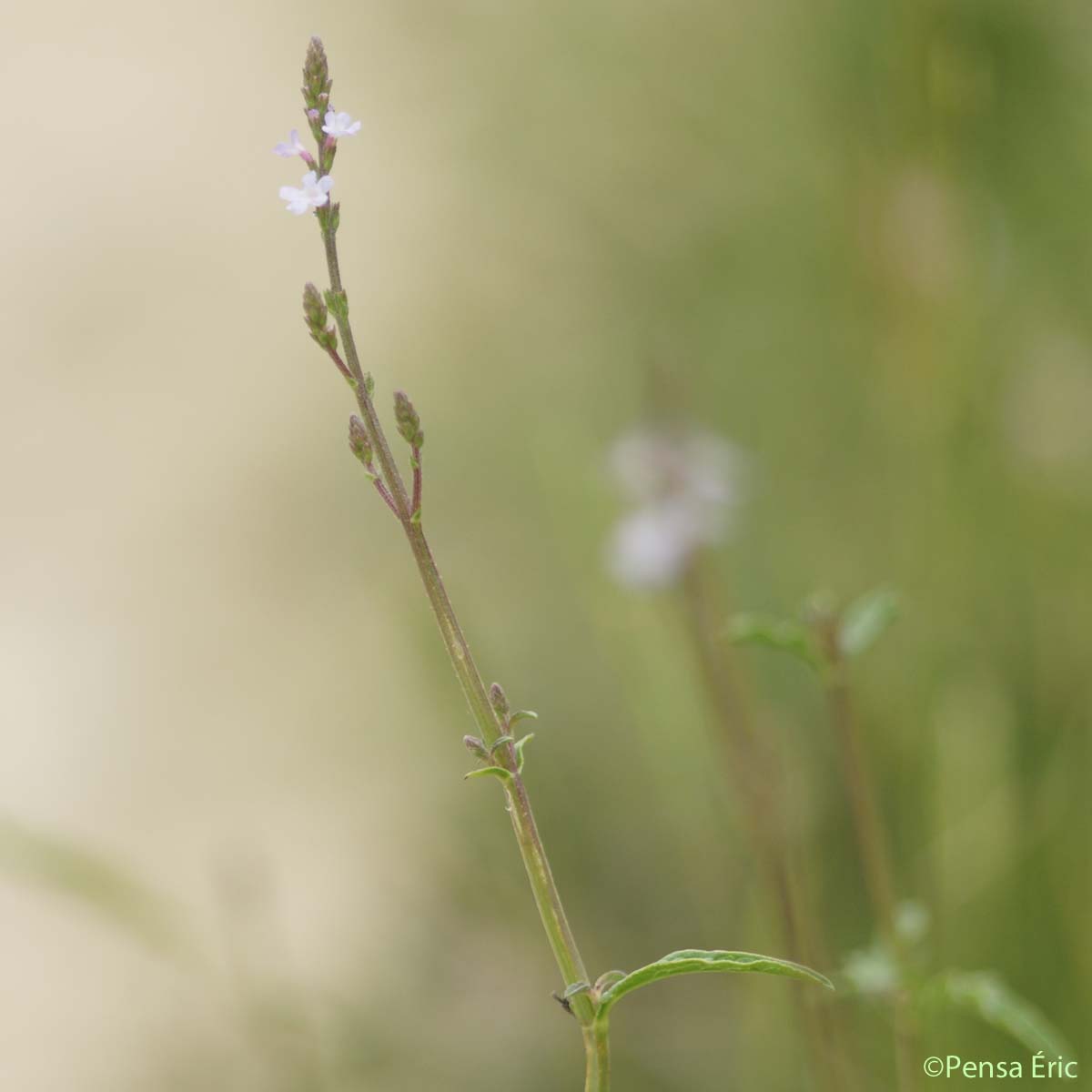 Verveine officinale - Verbena officinalis