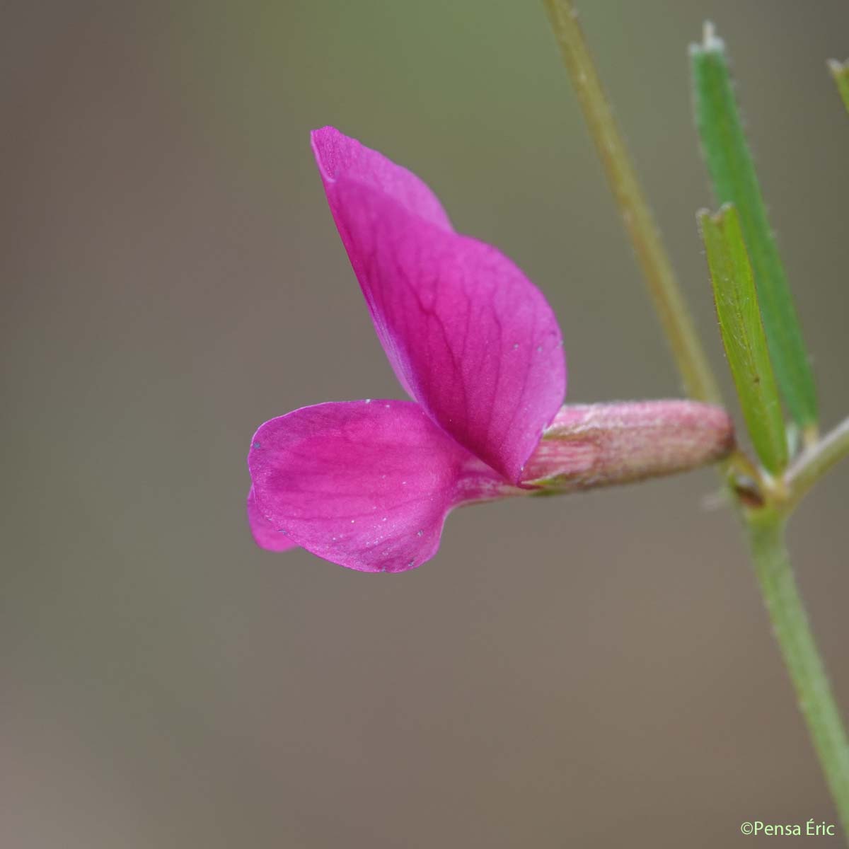 Vesce à feuilles étroites - Vicia angustifolia