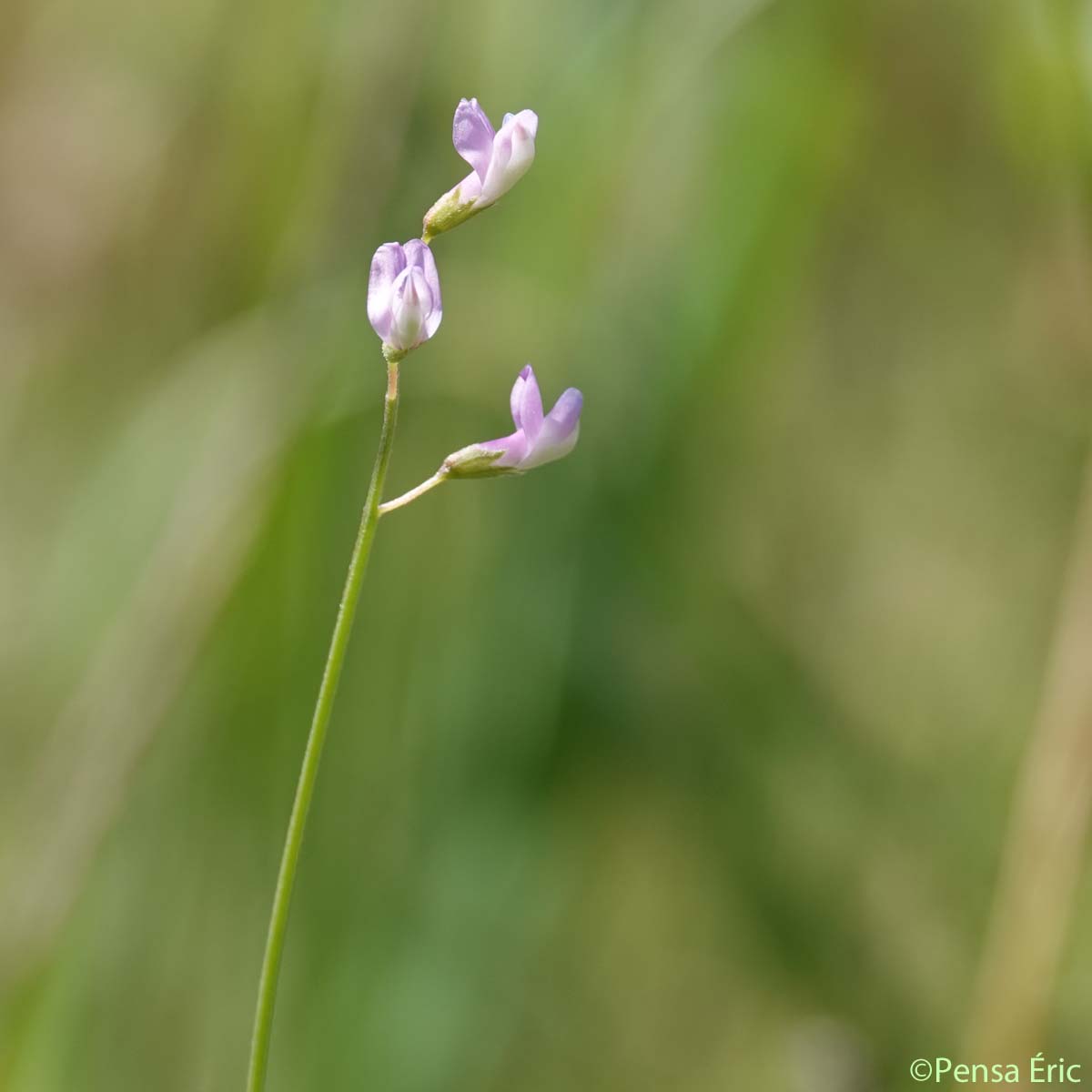 Vesce à fleurs lâches - Ervum gracile