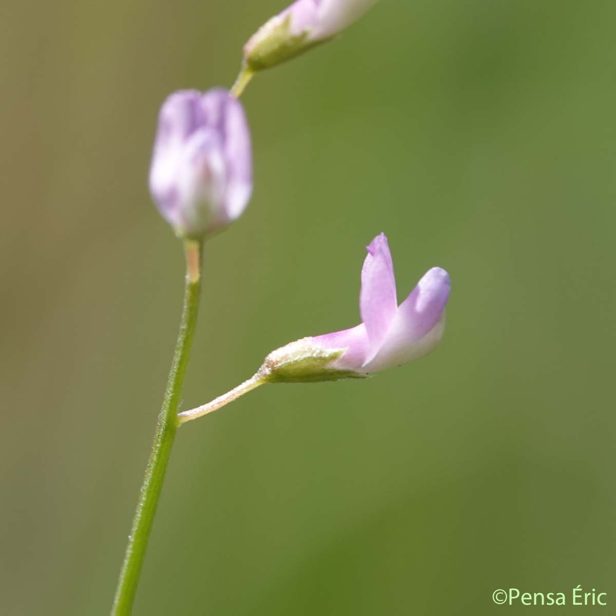 Vesce à fleurs lâches - Ervum gracile