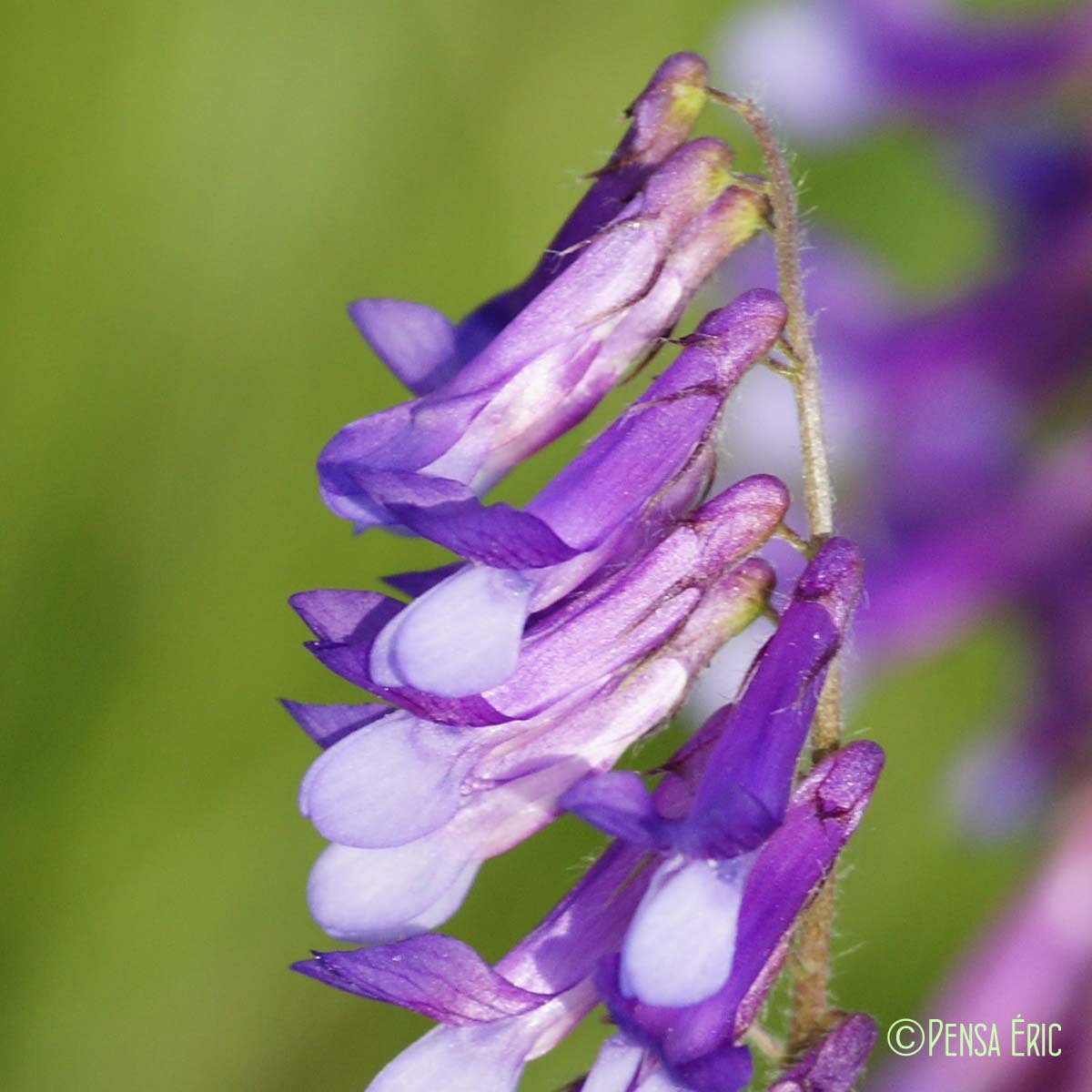 Vesce blanchâtre - Vicia incana