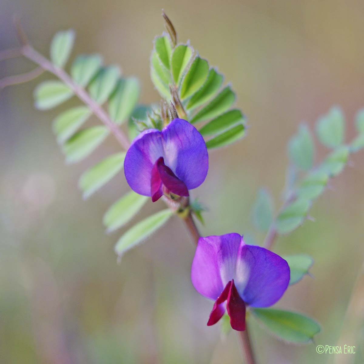 Vesce cultivée - Vicia sativa