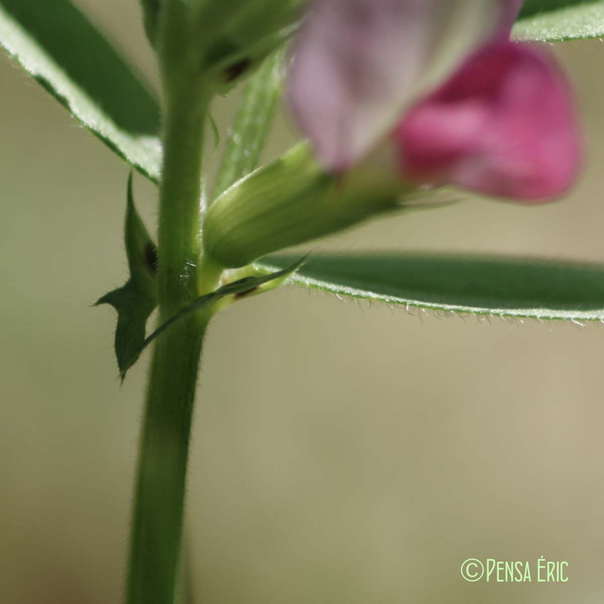 Vesce cultivée - Vicia sativa