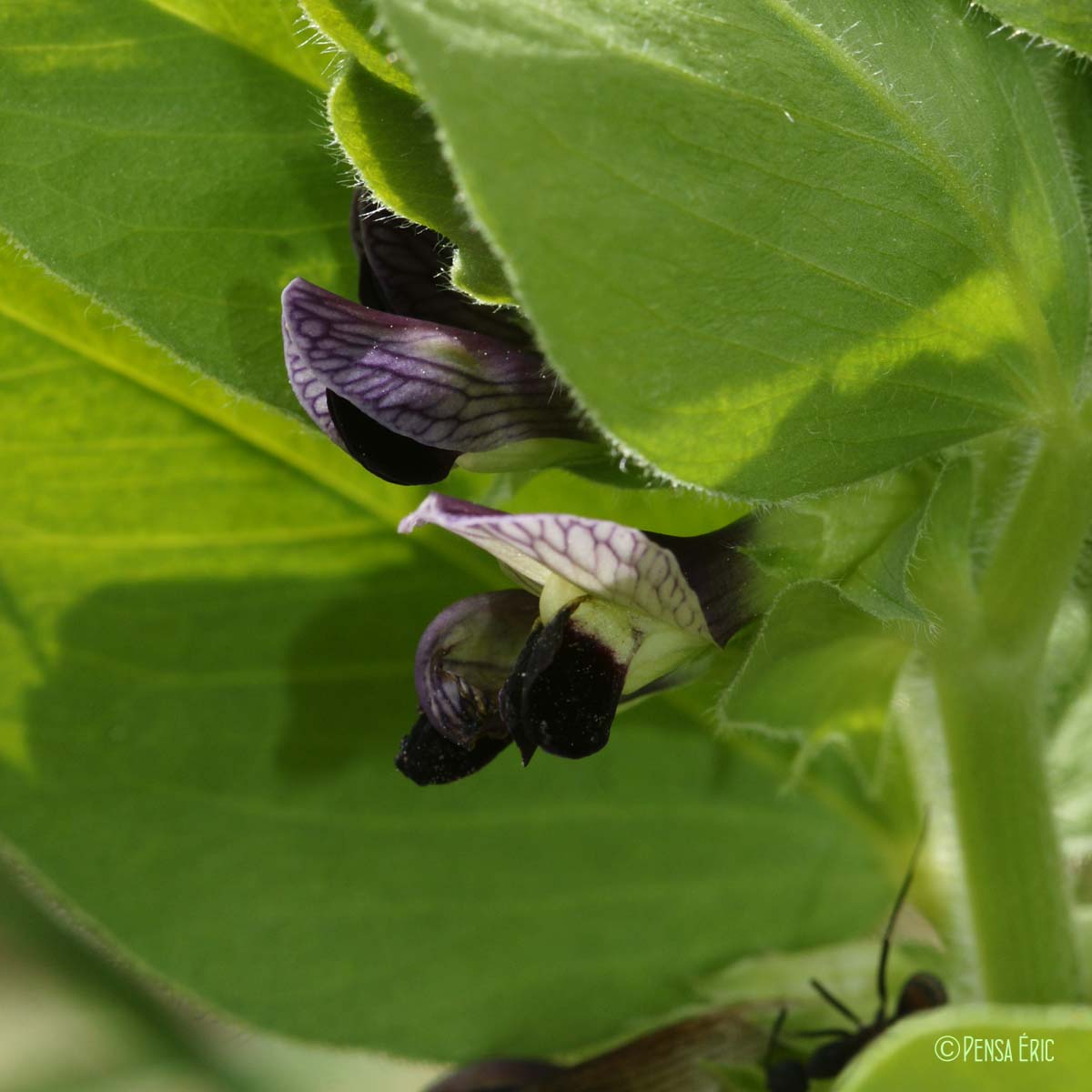 Vesce de Narbonne - Vicia narbonensis