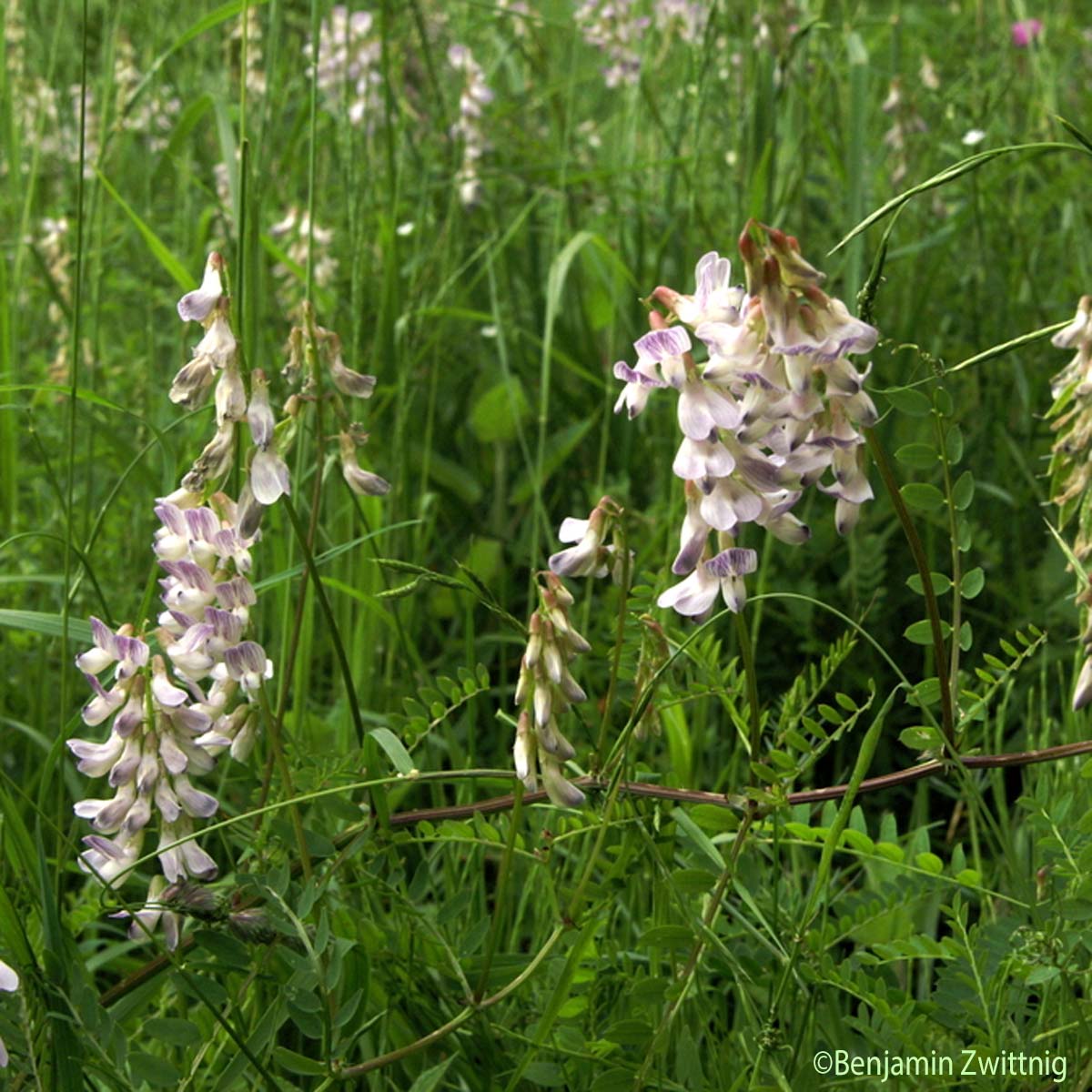 Vesce des bois - Ervilia sylvatica