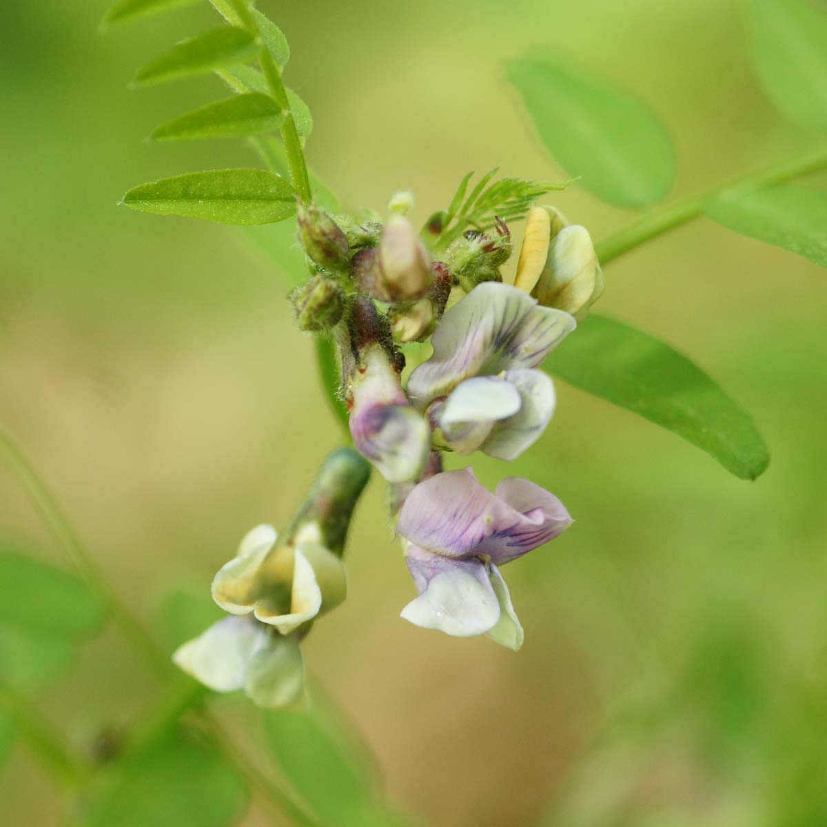 Vesce des haies - Vicia sepium