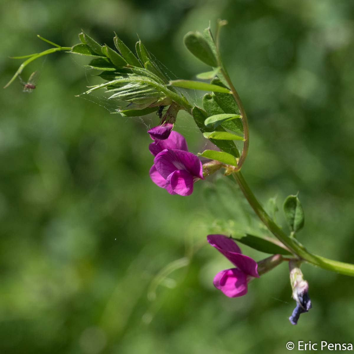 Vesce des moissons - Vicia segetalis