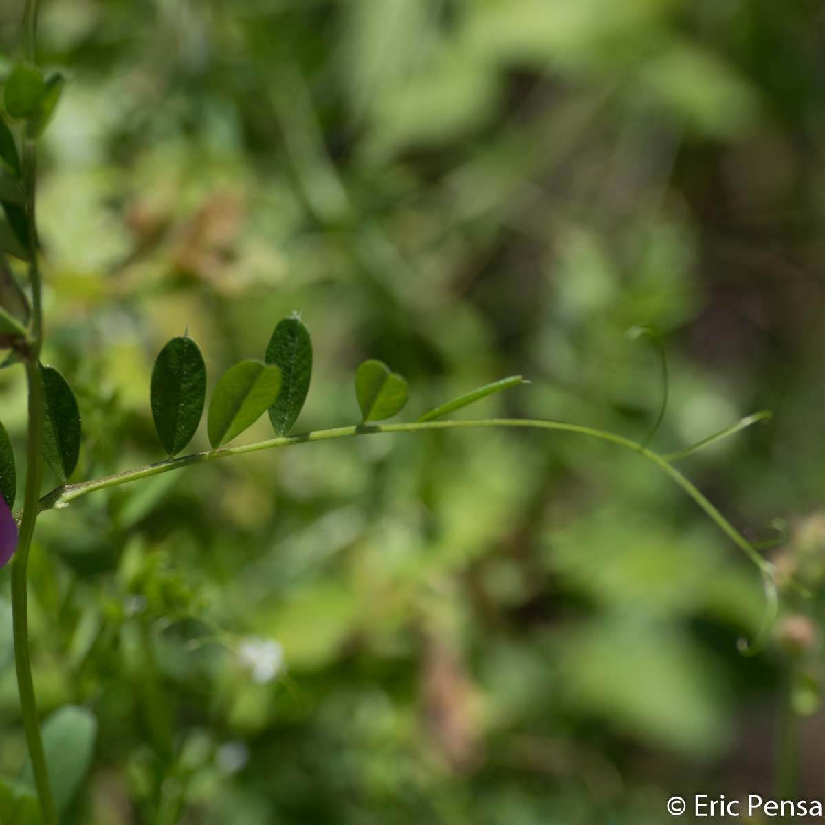 Vesce des moissons - Vicia segetalis