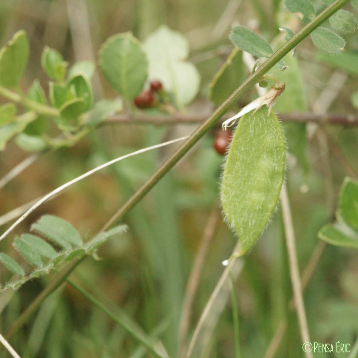 Vesce hybride - Vicia hybrida