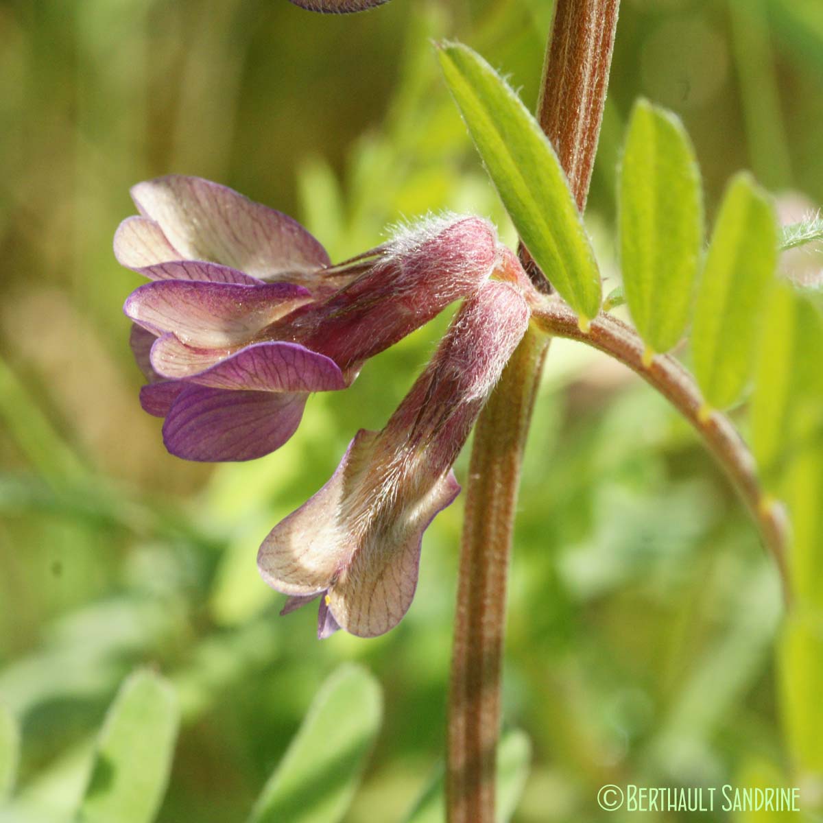 Vesce striée - Vicia pannonica