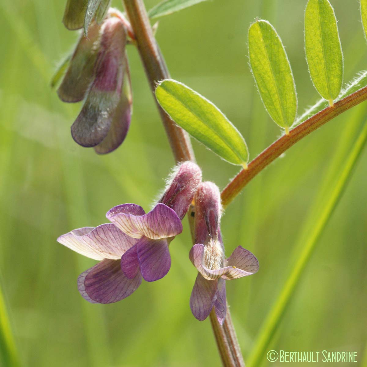 Vesce striée - Vicia pannonica