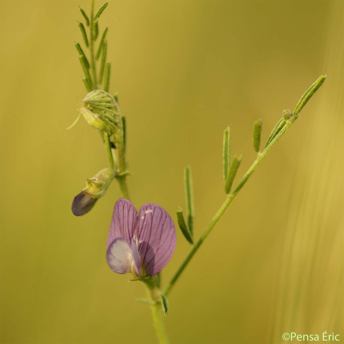 Vesce voyageuse - Vicia peregrina