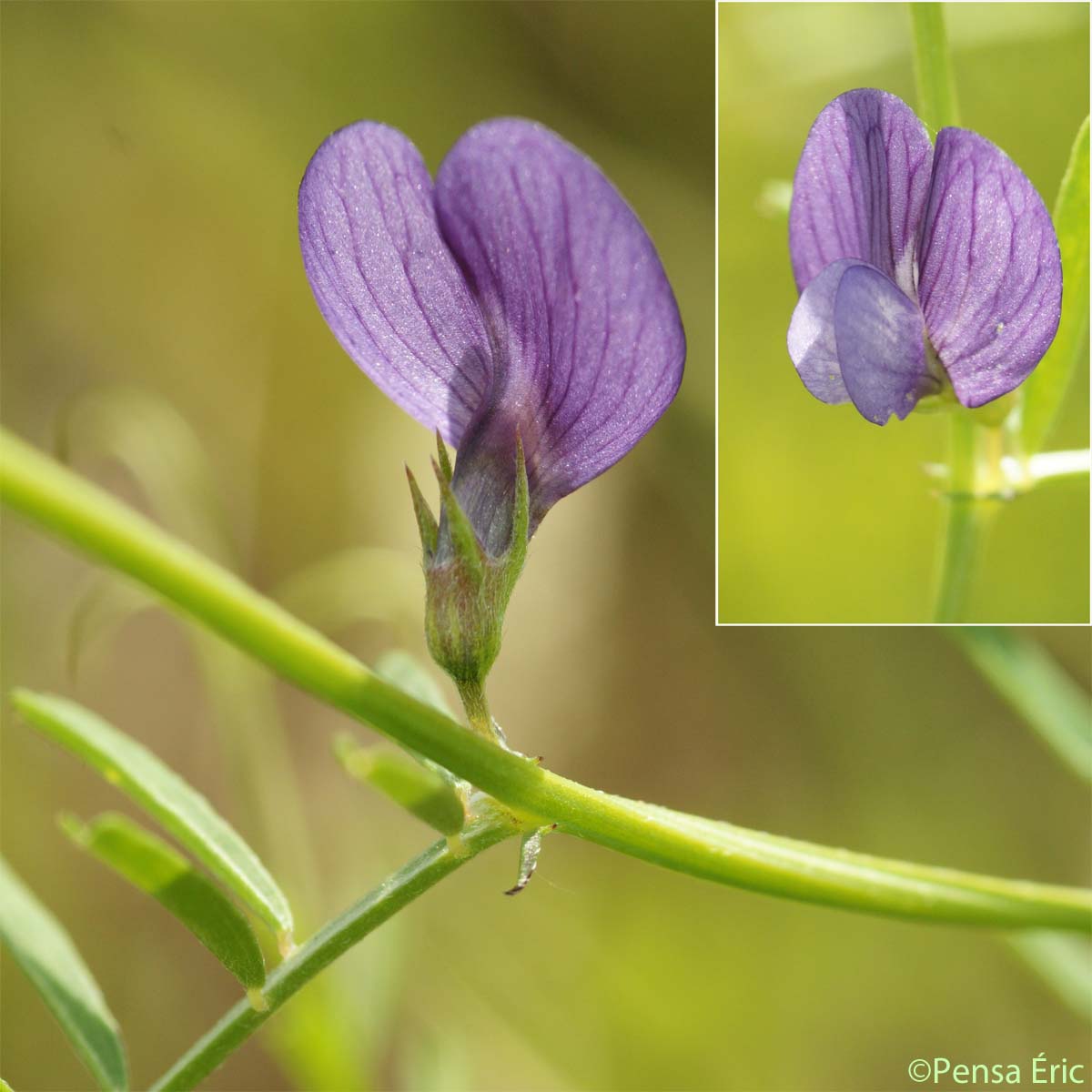 Vesce voyageuse - Vicia peregrina