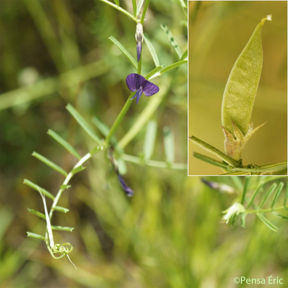 Vesce voyageuse - Vicia peregrina