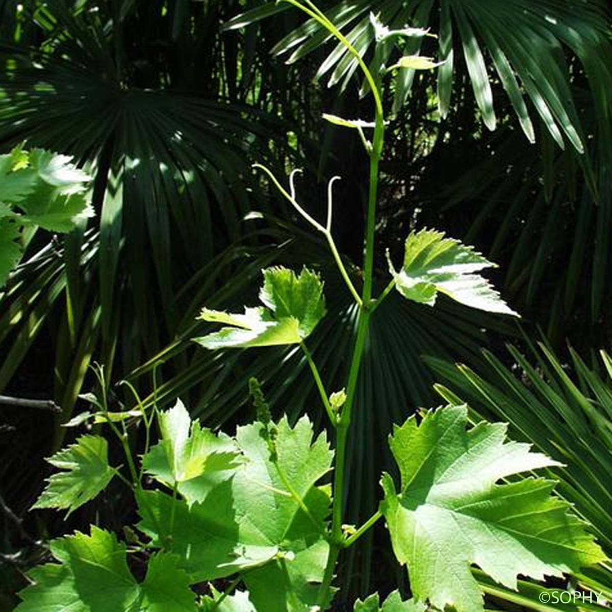 Vigne cultivée - Vitis vinifera subsp. vinifera