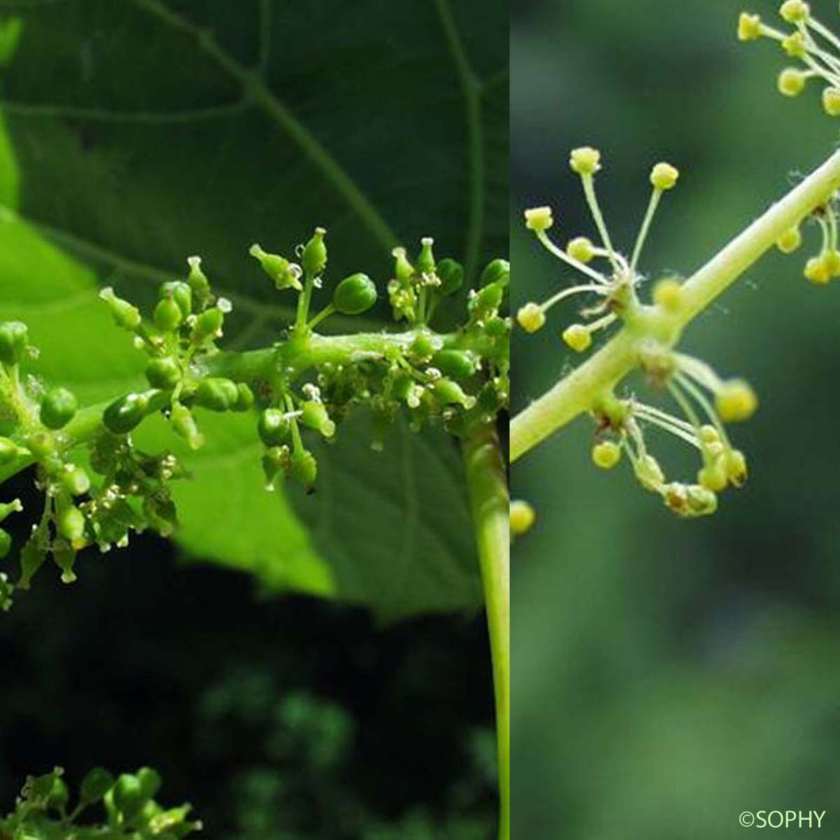 Vigne sauvage - Vitis vinifera subsp. sylvestris