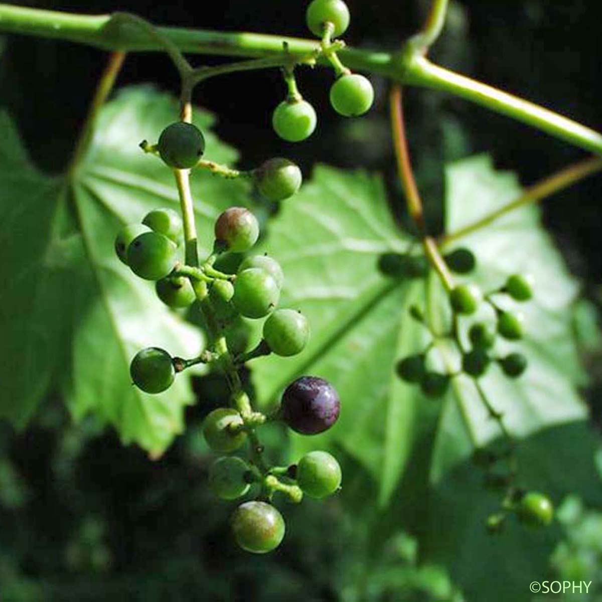 Vigne sauvage - Vitis vinifera subsp. sylvestris