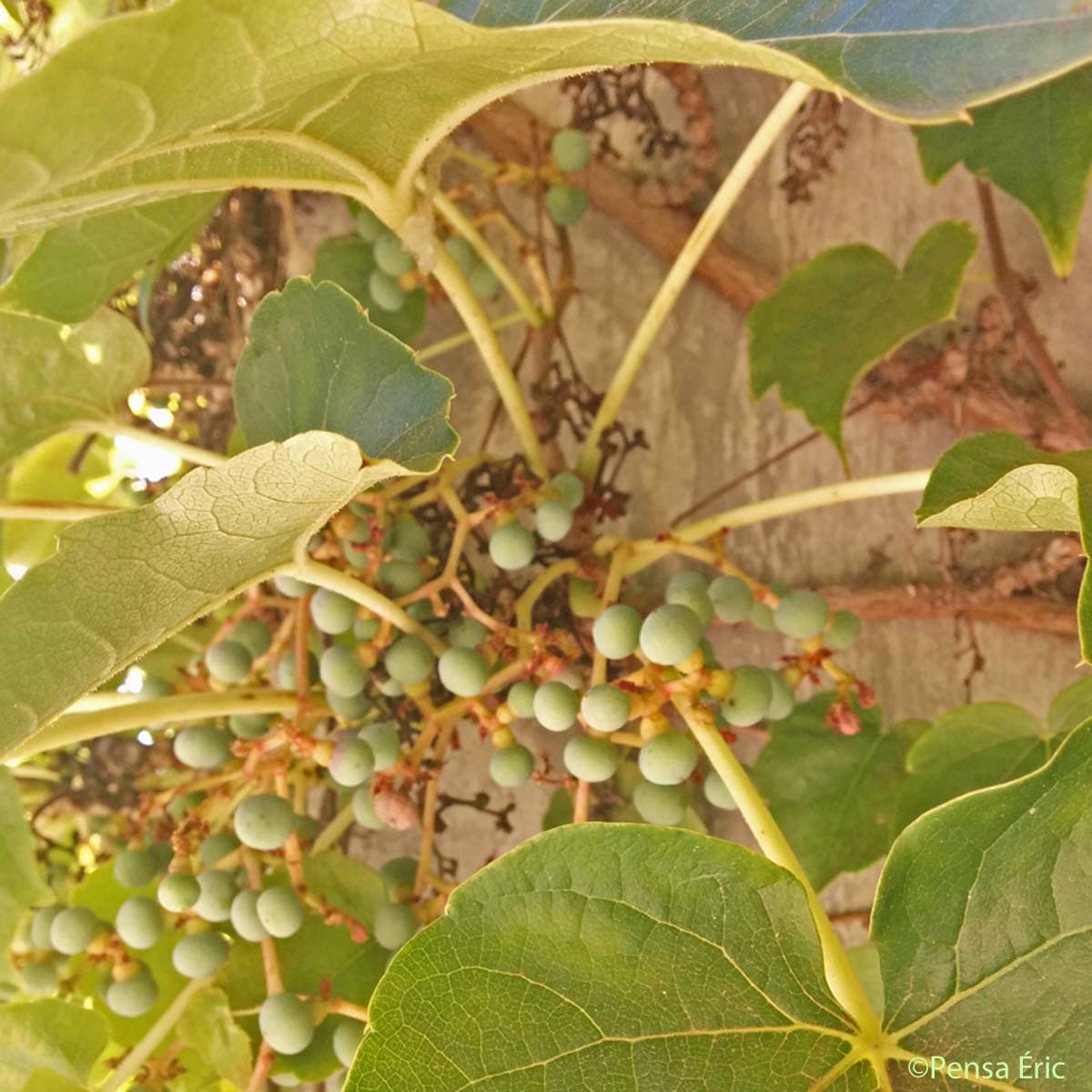 Vigne-vierge à trois pointes - Parthenocissus tricuspidata