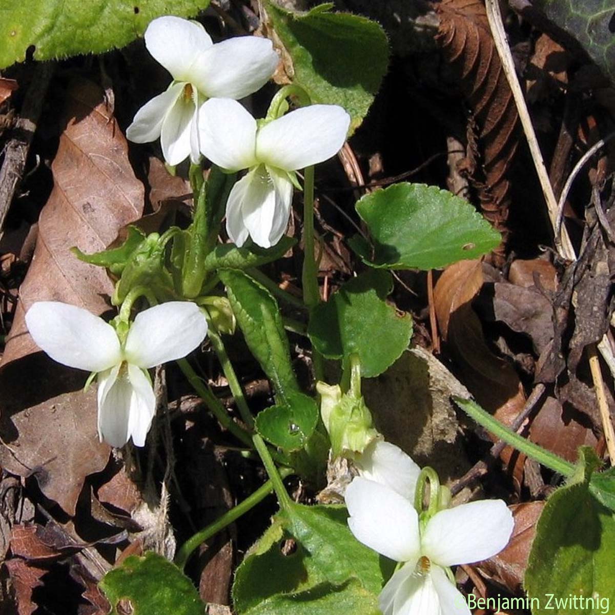 Violette blanche - Viola alba