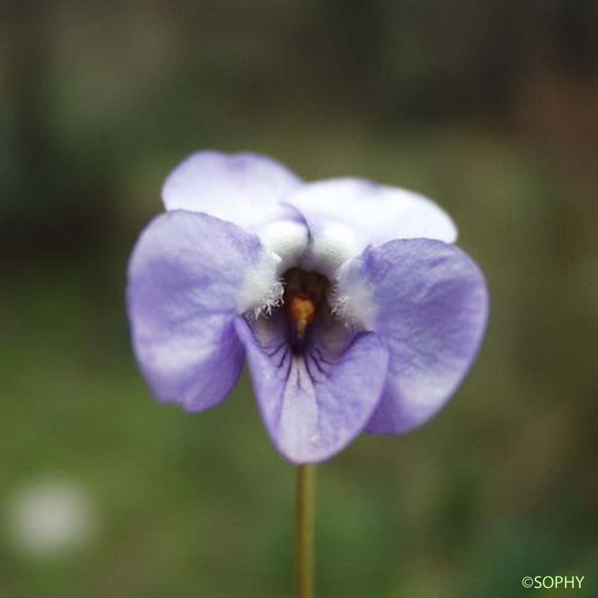 Violette de Rivinus - Viola riviniana