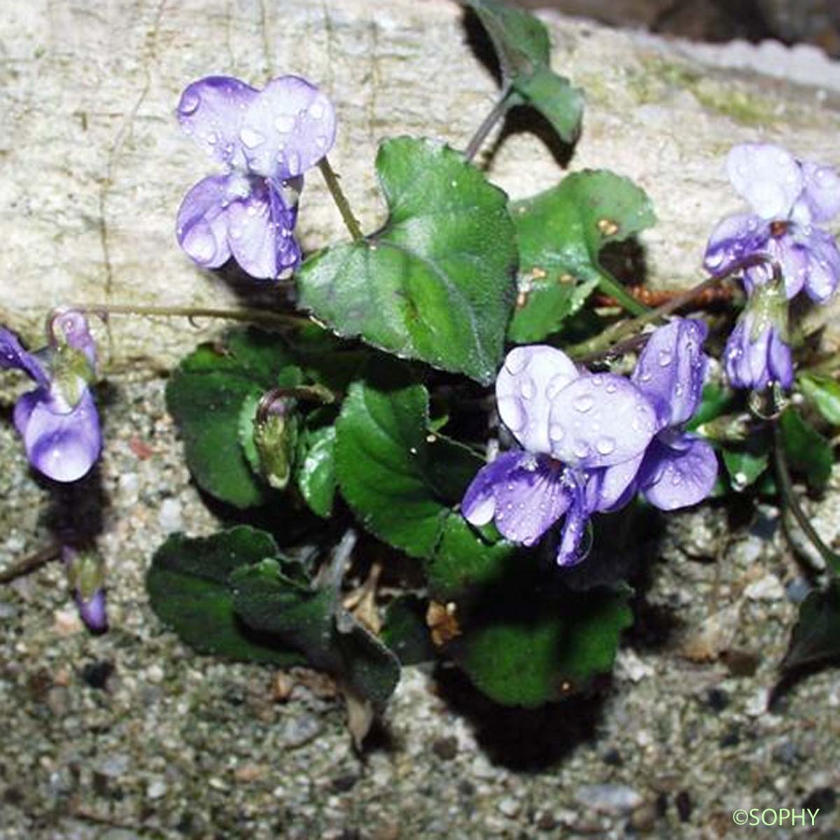 Violette de Rivinus - Viola riviniana