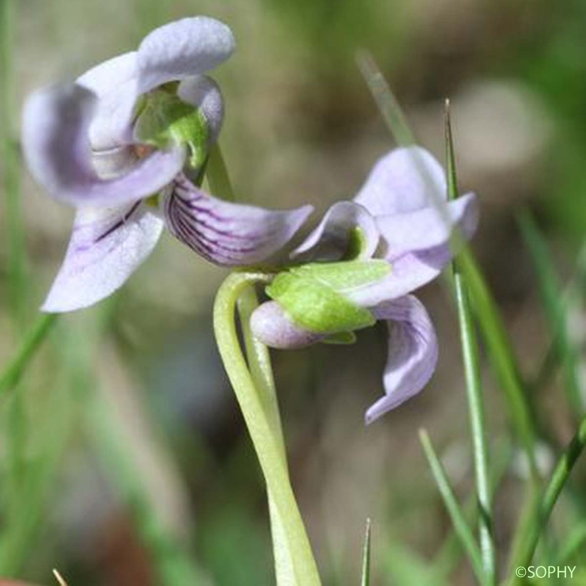 Violette des marais - Viola palustris