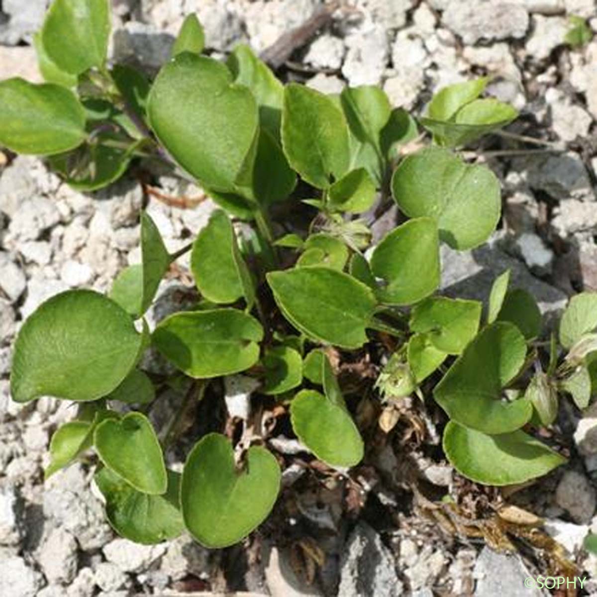 Violette des rochers - Viola rupestris