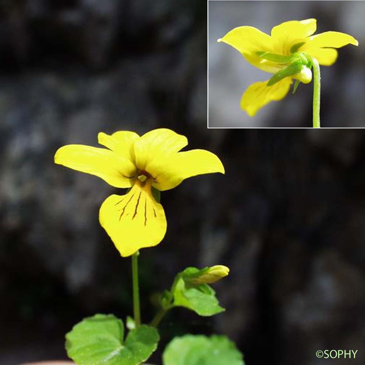 Pensée à deux fleurs - Viola biflora