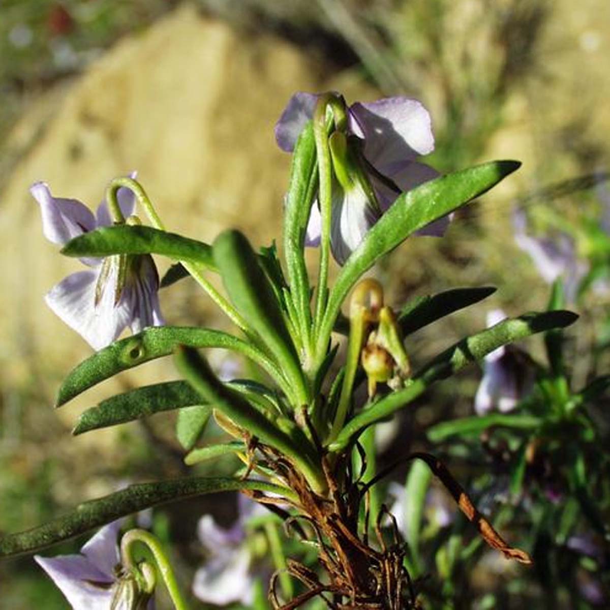 Violette ligneuse - Viola arborescens