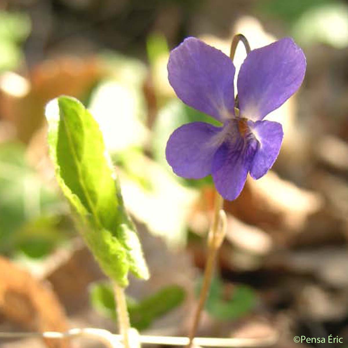 Violette odorante - Viola odorata