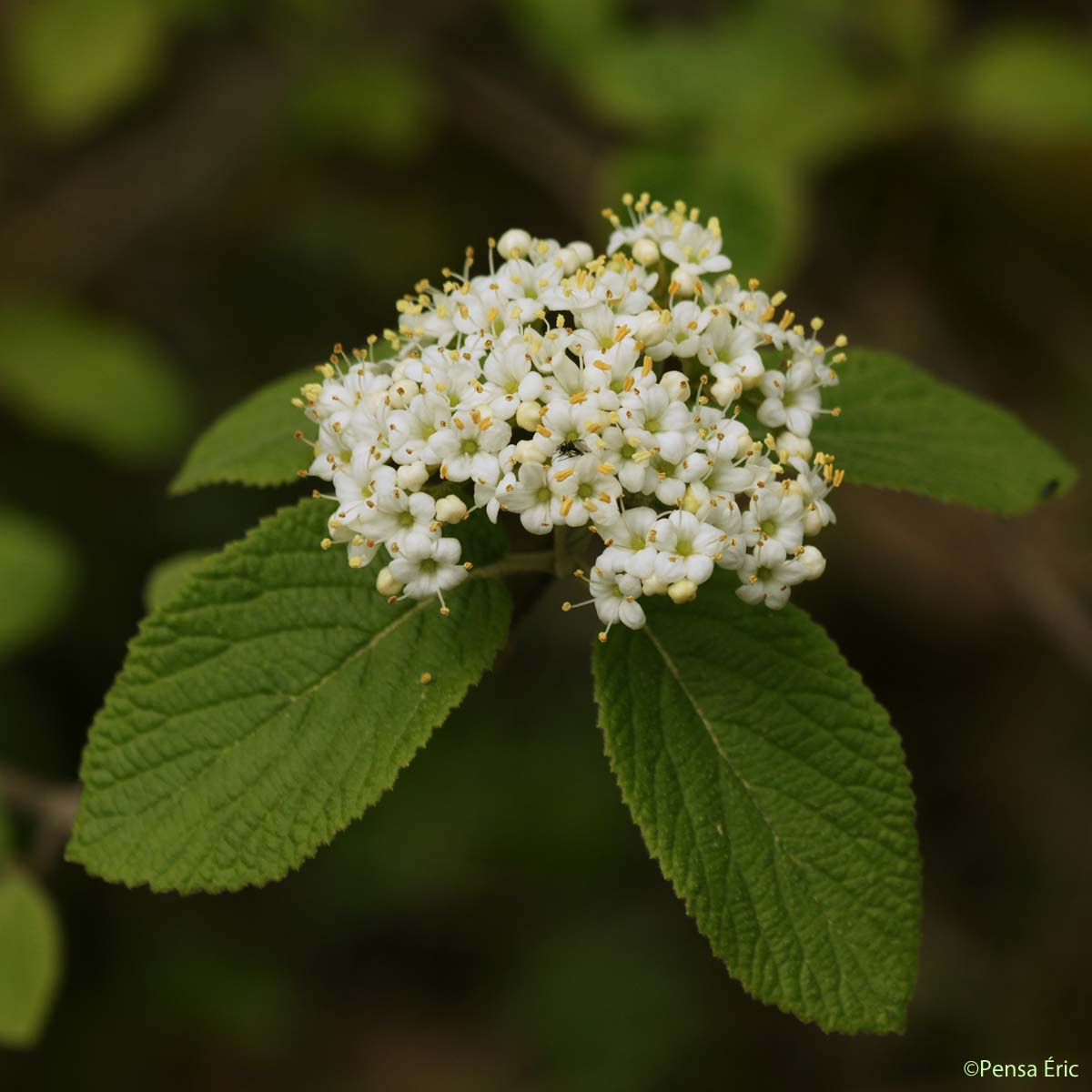 Viorne lantane - Viburnum lantana