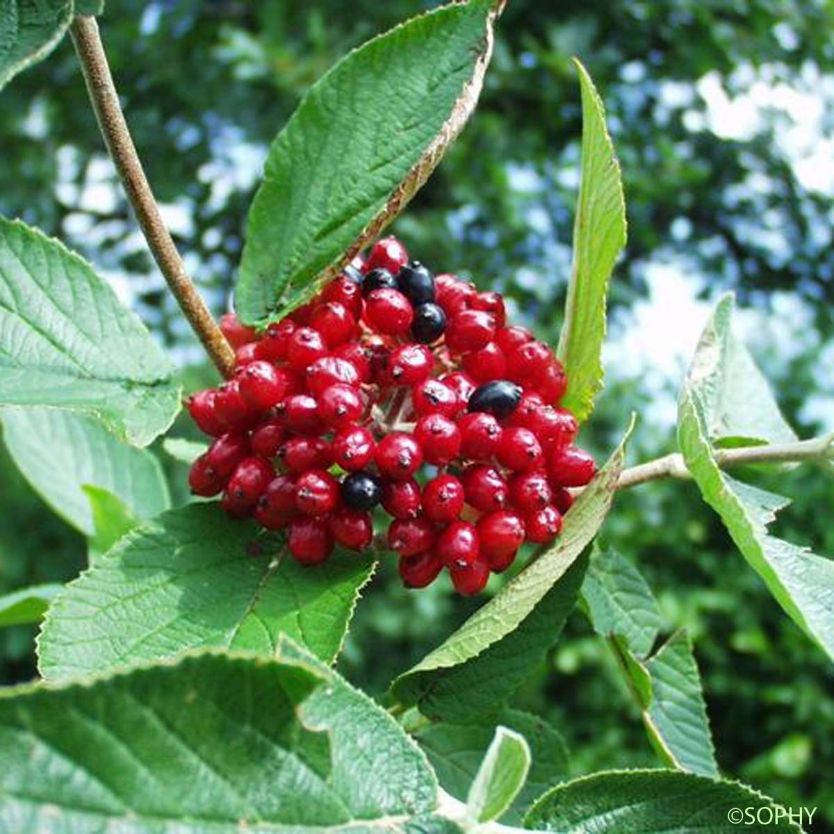 Viorne lantane - Viburnum lantana