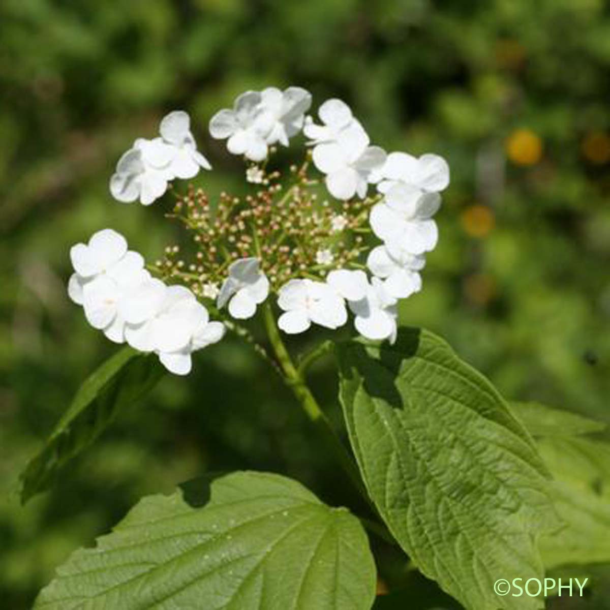 Viorne obier - Viburnum opulus