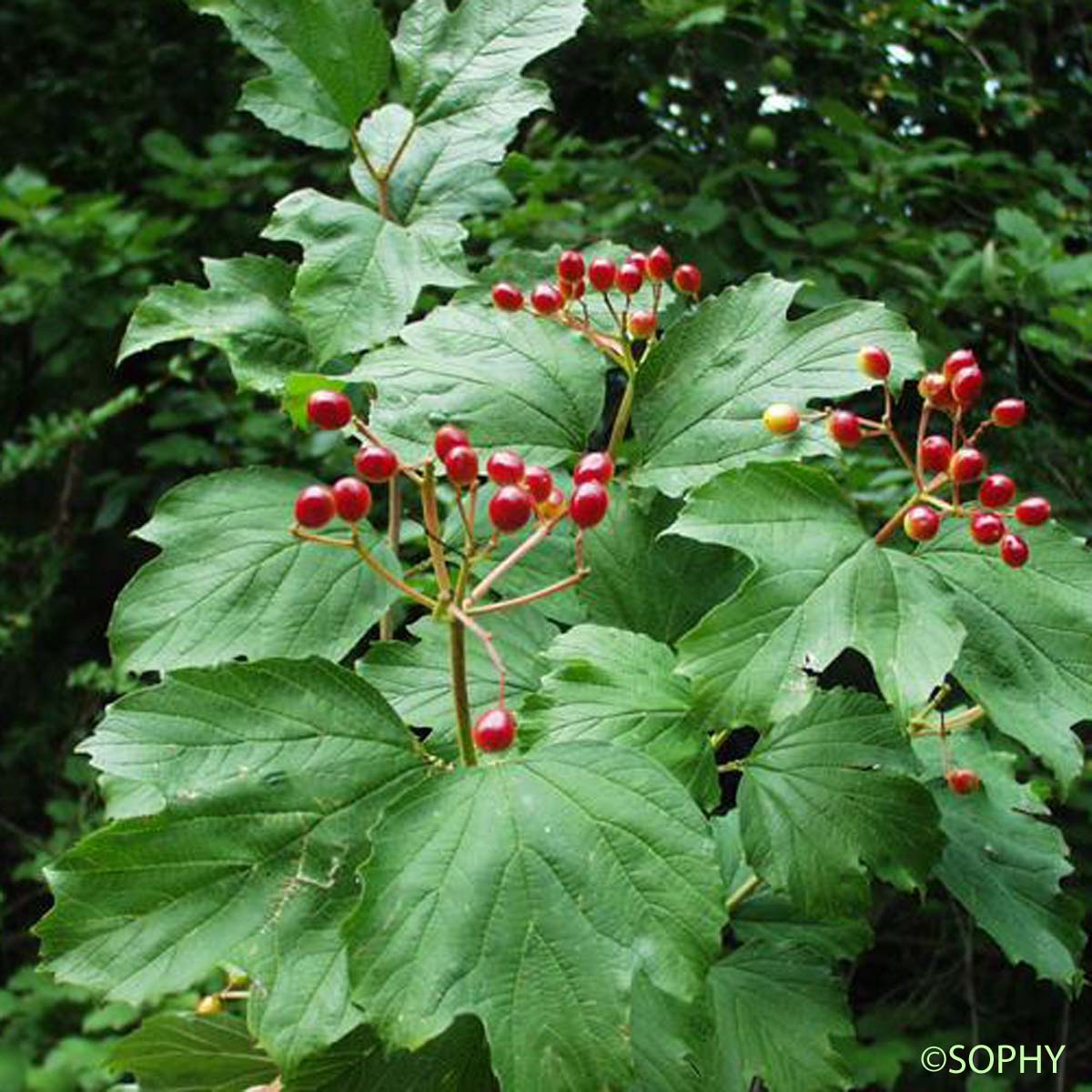 Viorne obier - Viburnum opulus