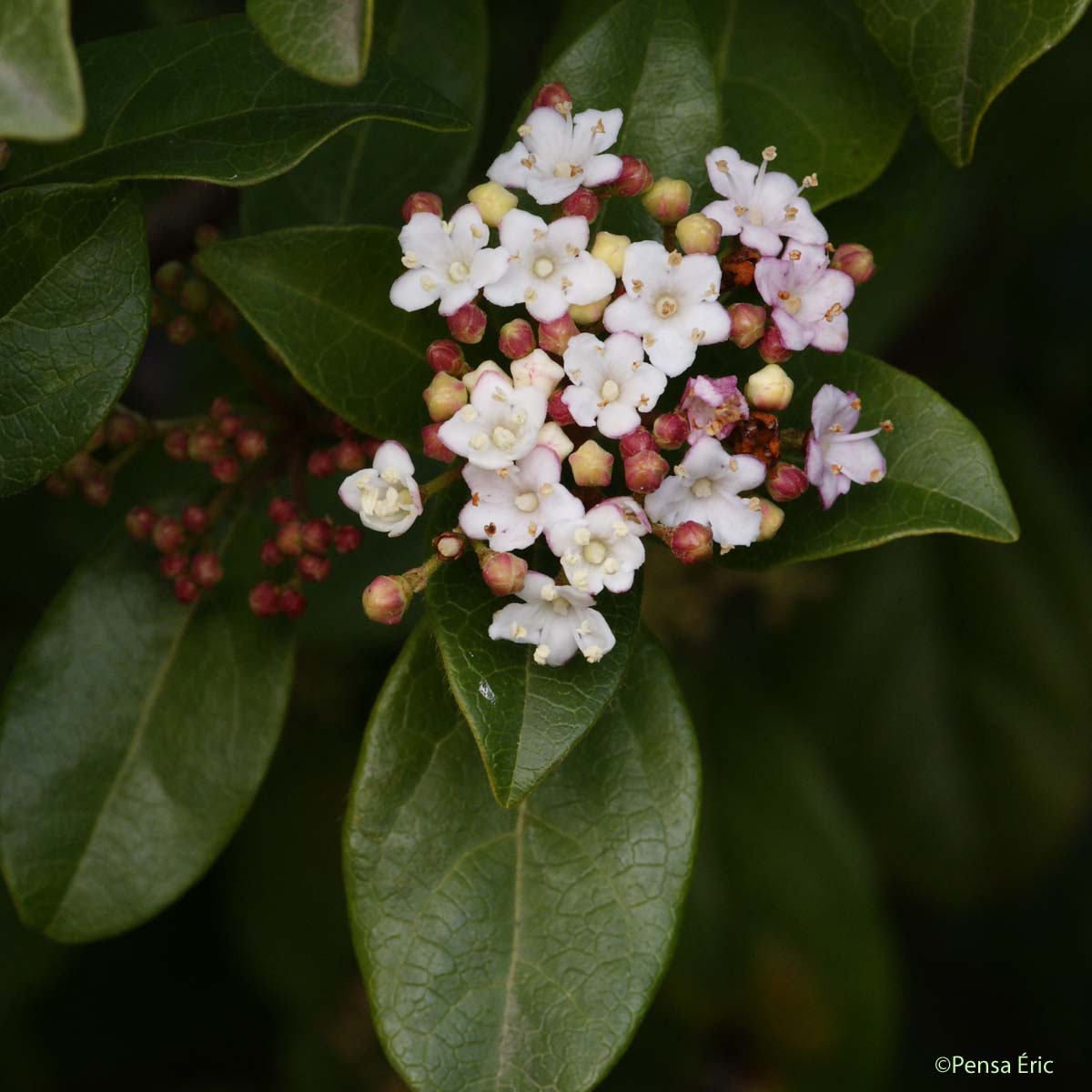 Viorne-tin - Viburnum tinus