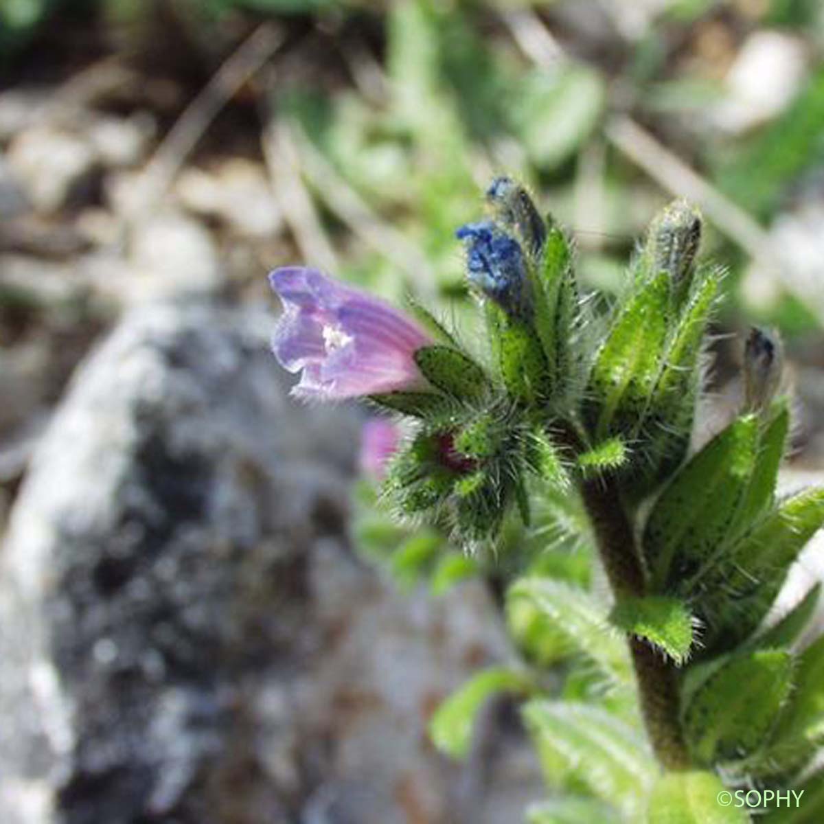 Vipérine à calice persistant - Echium calycinum