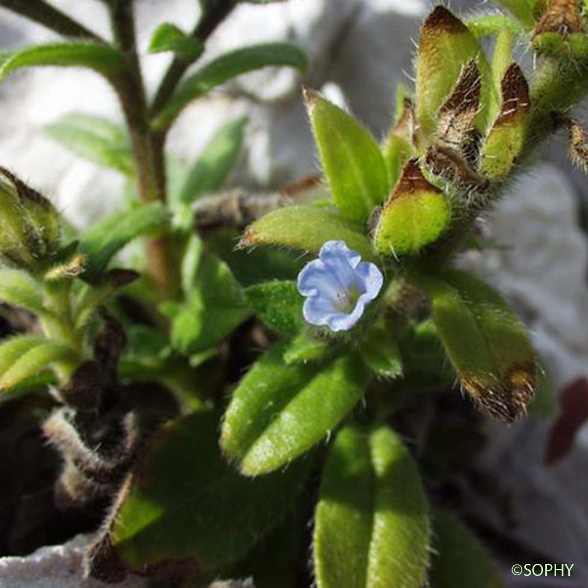 Vipérine à calice persistant - Echium parviflorum
