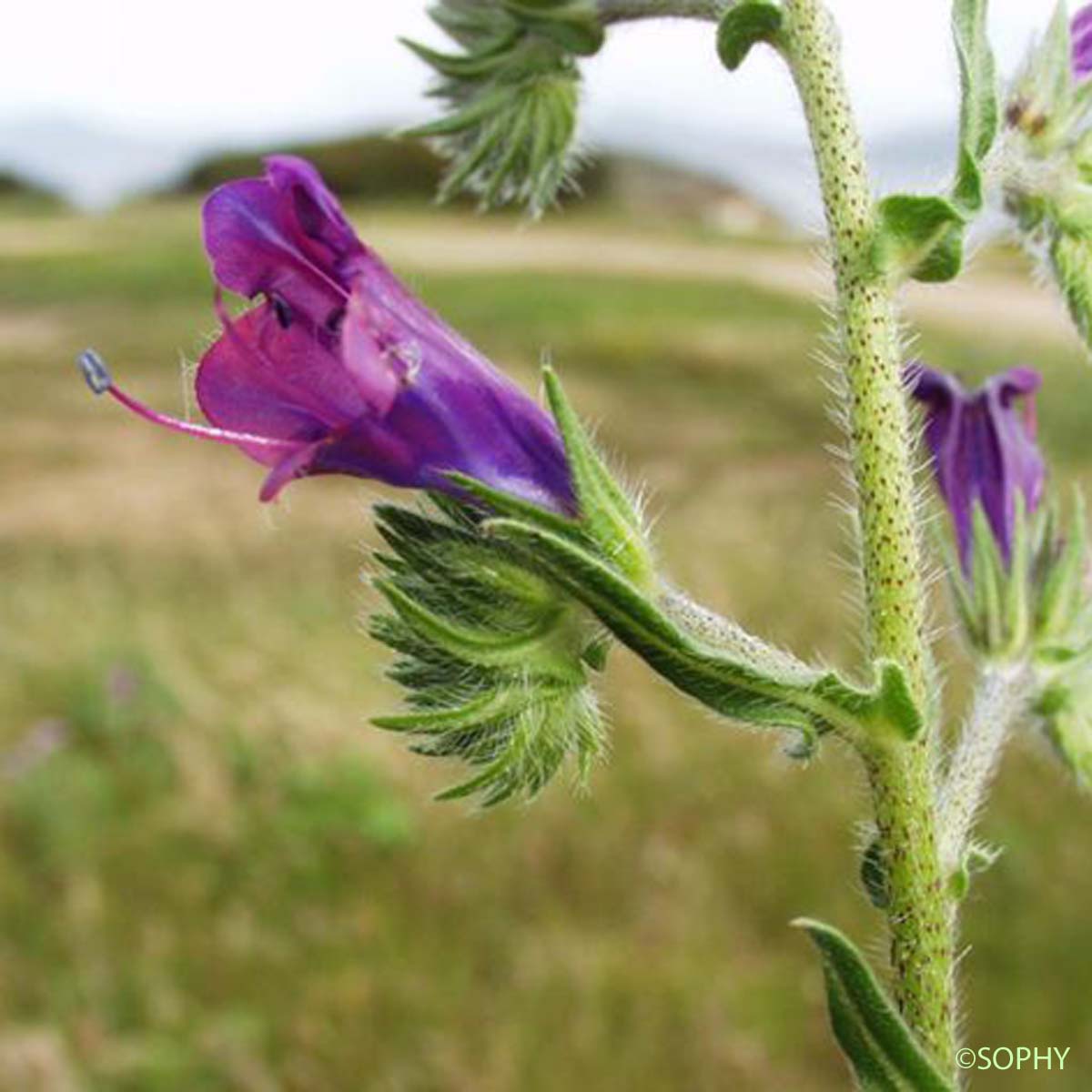 Vipérine à feuilles de plantain - Echium plantagineum