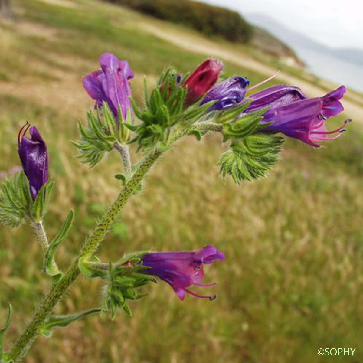 Vipérine à feuilles de plantain - Echium plantagineum