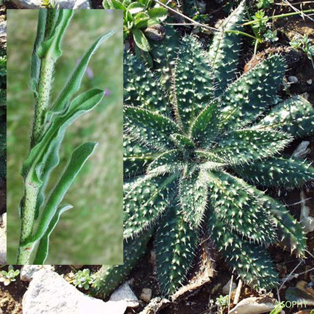 Vipérine à feuilles de plantain - Echium plantagineum