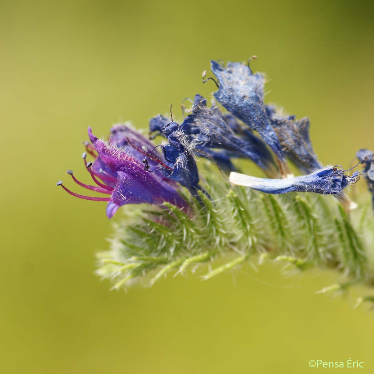 Vipérine pustuleuse - Echium vulgare var. pustulatum